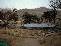 iris pool 40.gif